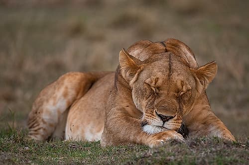 Close-up portrait of a lioness sleeping Masai Mara National Reserve-Kenya Animals Print